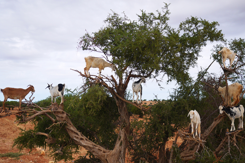 Argan-Tree-Climbing-Goats-Morocco-2